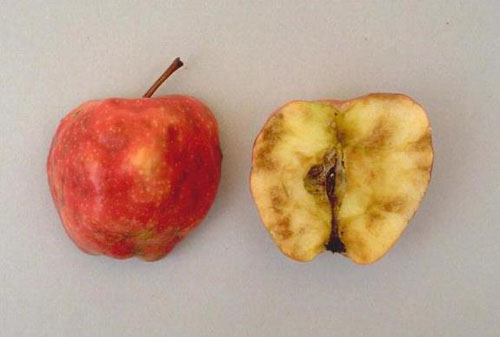 Apple maggot damage